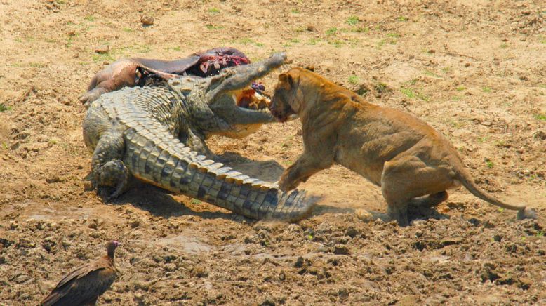 Löwen gegen Krokodile