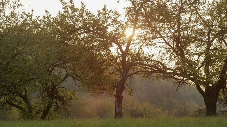 Die Geheimnisse der verwunschenen Wälder