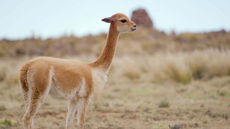 Peru, das Goldhaar der Vikunjas