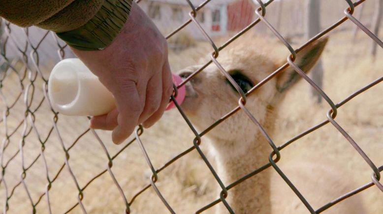 Peru, das Goldhaar der Vikunjas