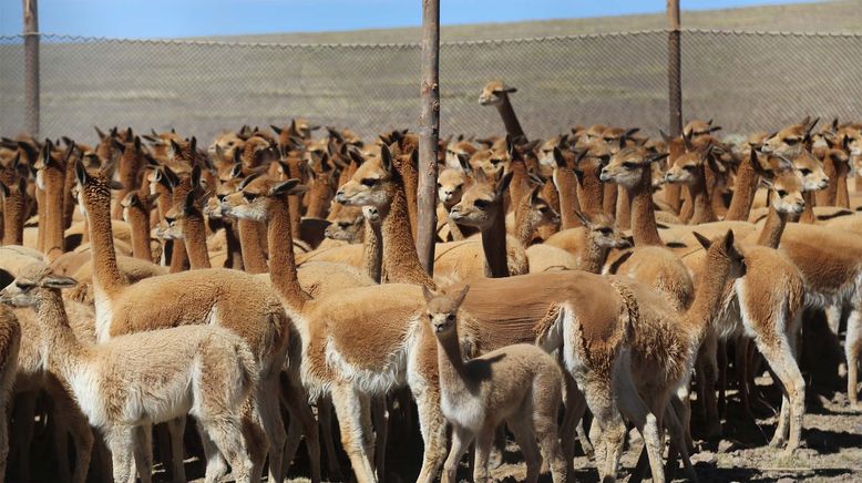 Peru, das Goldhaar der Vikunjas