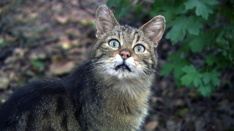 Rückkehr der Wildnis - Der Nationalpark Thayatal in Niederösterreich