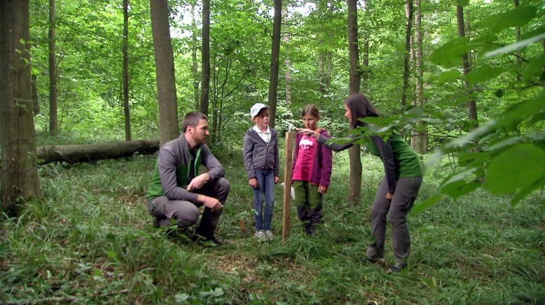 Rückkehr der Wildnis - Der Nationalpark Thayatal in Niederösterreich