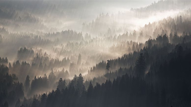 Der Schwarzwald rund ums Jahr