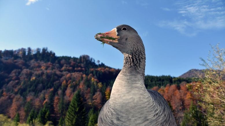 Das Almtal - Mächtige Berge, klares Wasser und faszinierende Wildtiere