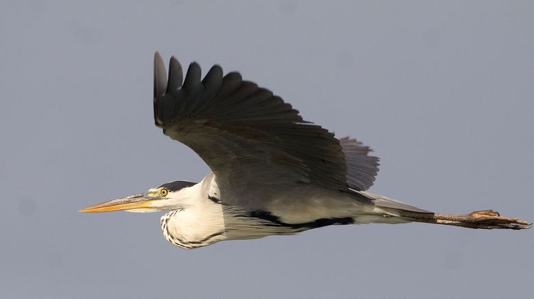 Spanien: Eldorado der Vögel