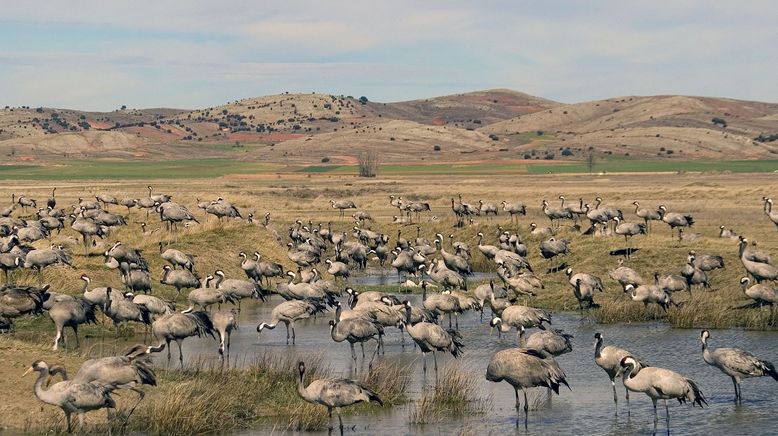 Spanien: Eldorado der Vögel