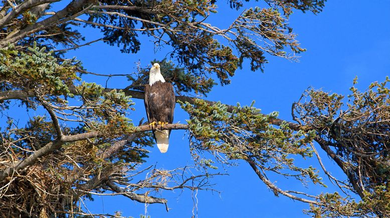 Alaskas legendäre Bären-Insel - Kodiak Island