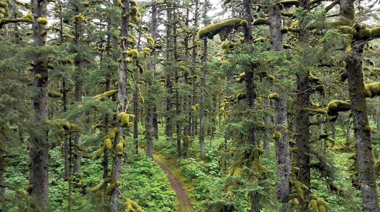 Alaskas legendäre Bären-Insel - Kodiak Island