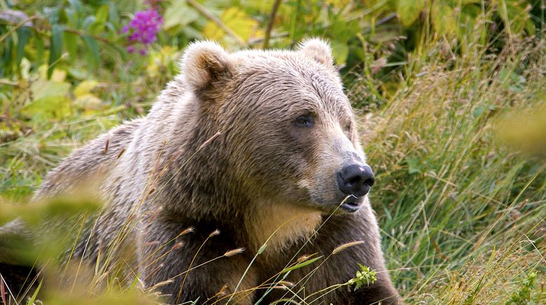 Alaskas legendäre Bären-Insel - Kodiak Island