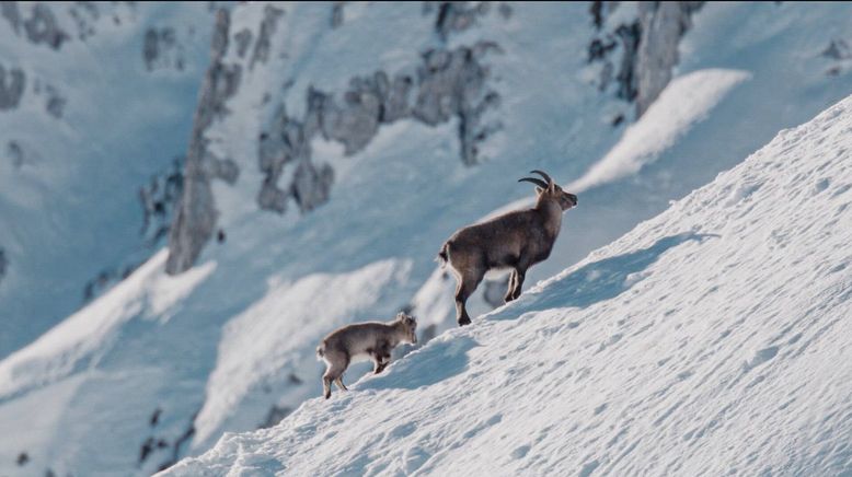 Tagliamento - Wild und frei zwischen Adria und Alpen