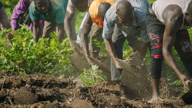 Afrikas Grüne Mauer - Mit Bäumen gegen die Wüste