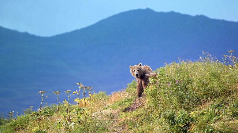 Alaskas legendäre Bären-Insel - Kodiak Island