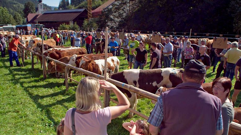 Wenn es Herbst wird auf der Alm