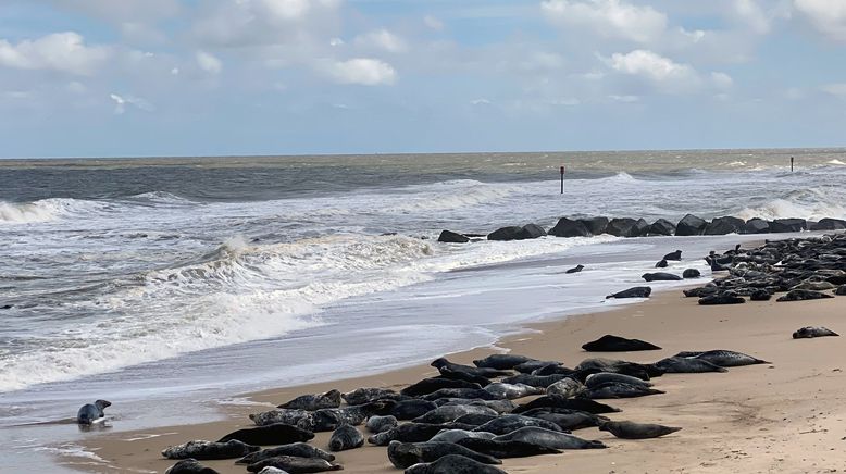 Leben an der Nordsee