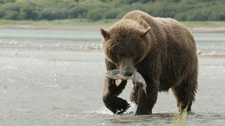 The Hungry Games: Wettkampf der Braunbären