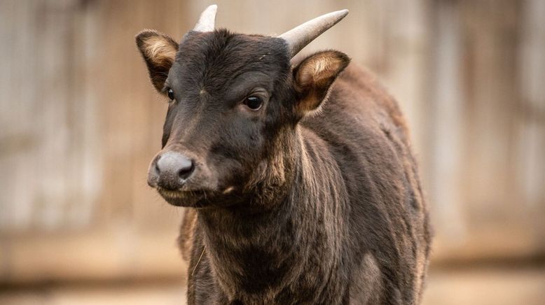 Zoo und so - Tierisch wild!