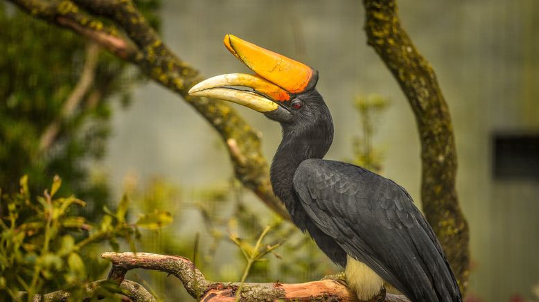 Zoo und so - Tierisch wild!