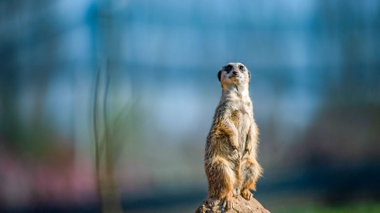 Zoo und so - Tierisch wild!