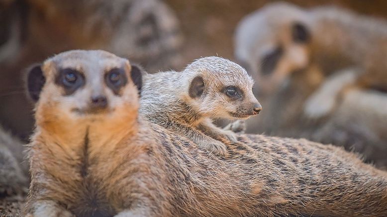 Zoo und so - Tierisch wild!