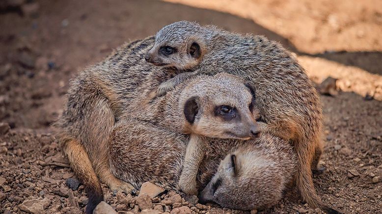 Zoo und so - Tierisch wild!