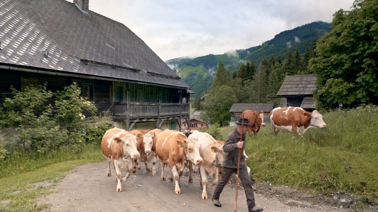 Almleben im Ennstal - Ein Jahr auf der Riesneralm