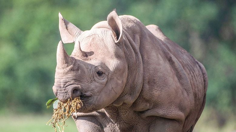 Zoo und so - Tierisch wild!