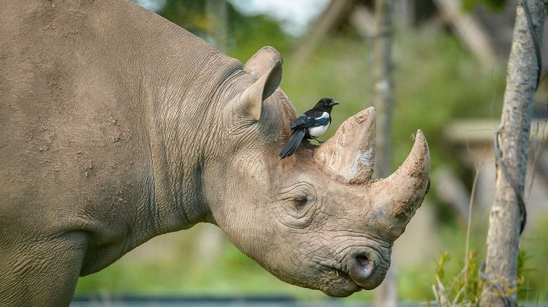 Zoo und so - Tierisch wild!