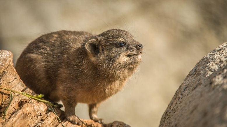 Zoo und so - Tierisch wild!