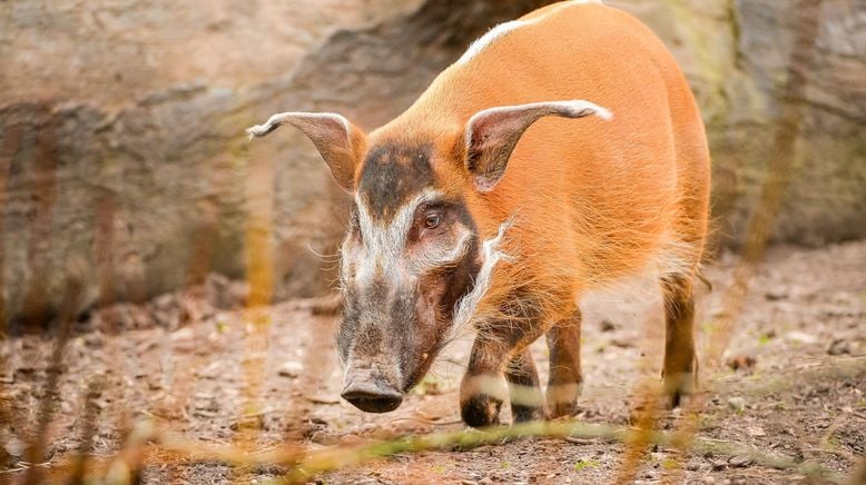 Zoo und so - Tierisch wild!