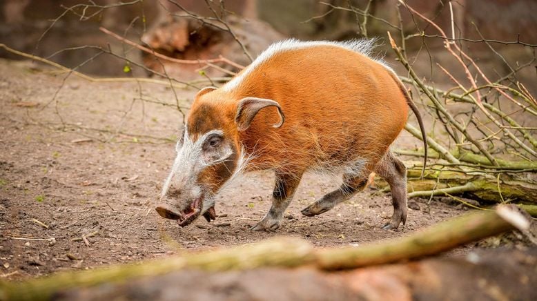 Zoo und so - Tierisch wild!