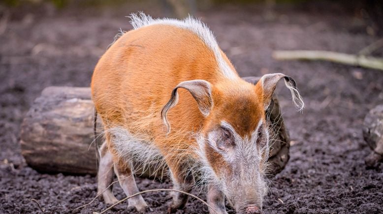 Zoo und so - Tierisch wild!