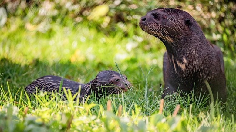 Zoo und so - Tierisch wild!