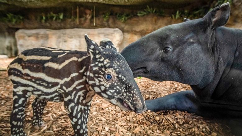 Zoo und so - Tierisch wild!