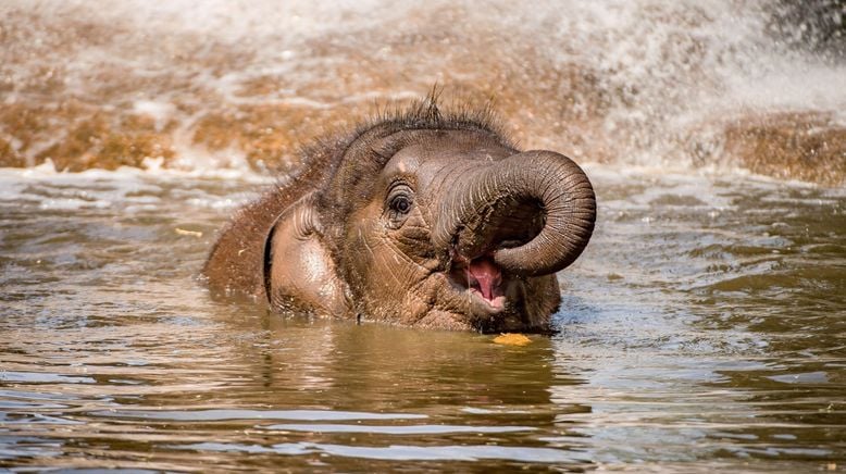 Zoo und so - Tierisch wild!