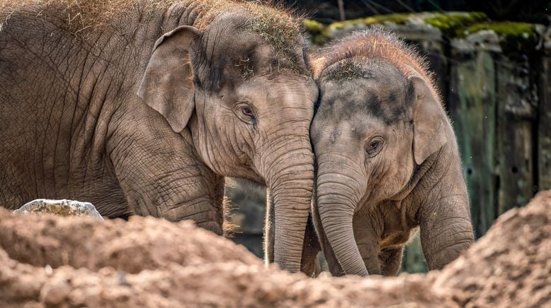 Zoo und so - Tierisch wild!