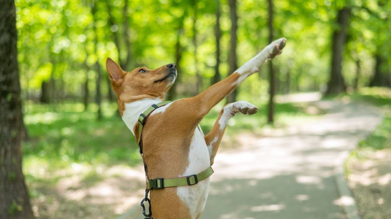 hundkatzemaus - Das Haustiermagazin