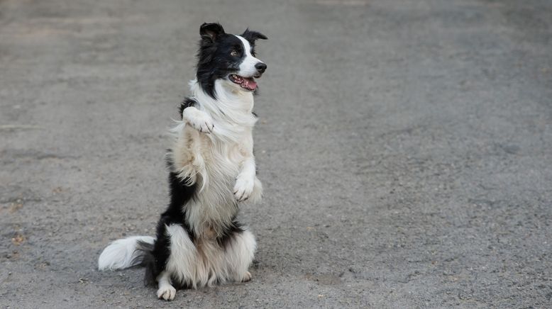 hundkatzemaus - Das Haustiermagazin