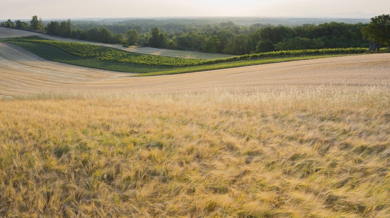 Das Marchfeld - Gurkenflieger und Spargelstecher