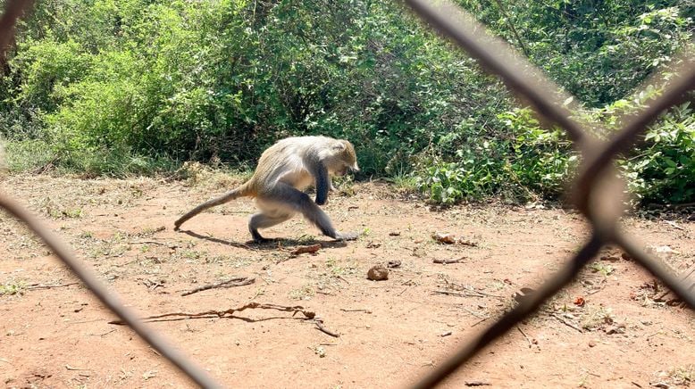 Anna und die wilden Tiere