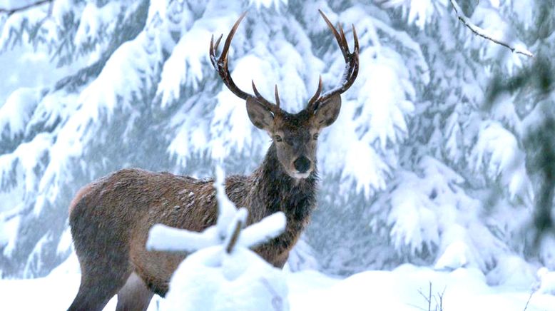 Winter am Alpenrand