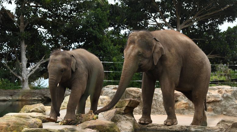 Taronga Zoo Hautnah