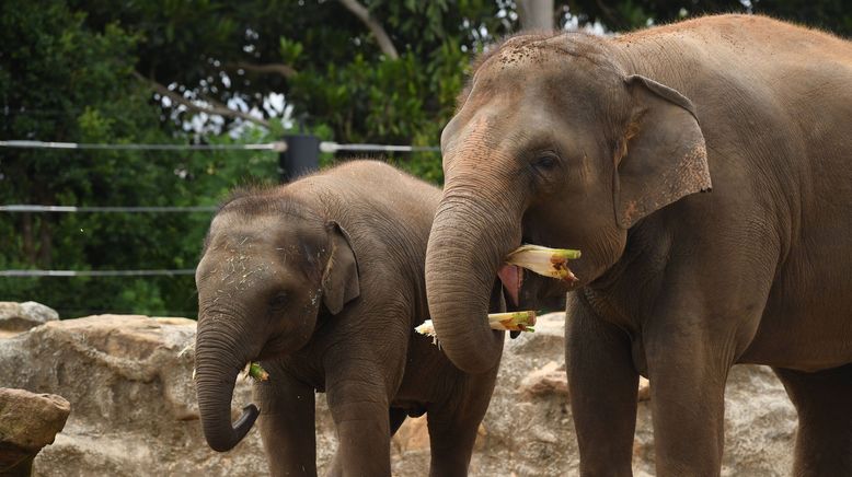 Taronga Zoo Hautnah