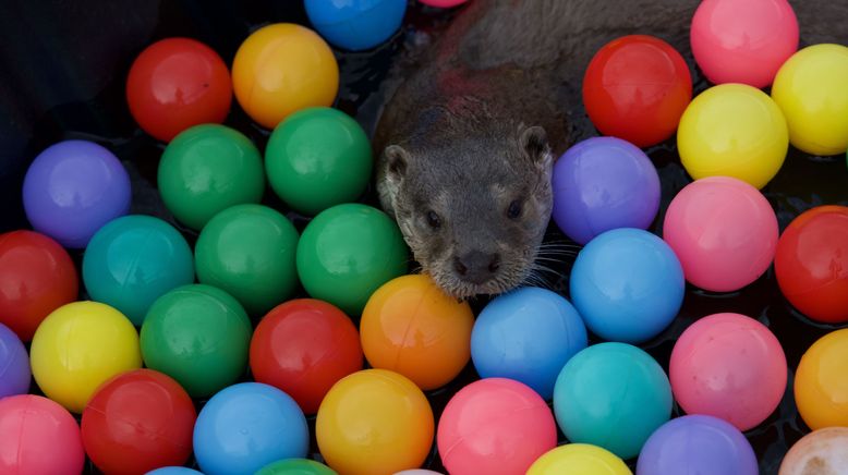 Billy & Molly: Eine Liebe zwischen Mensch und Otter