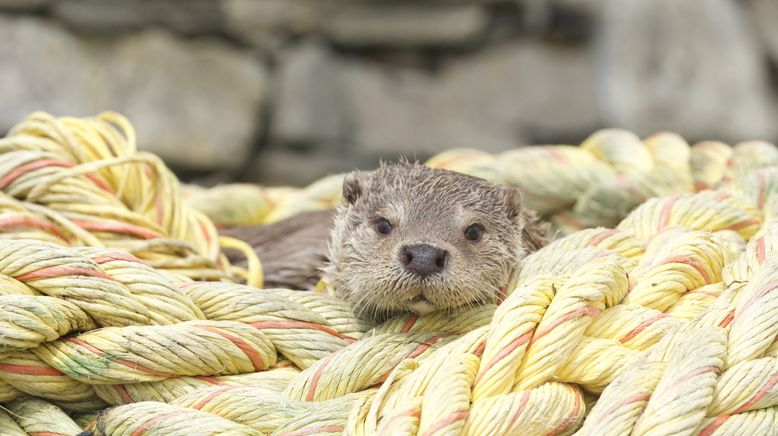 Billy & Molly: Eine Liebe zwischen Mensch und Otter