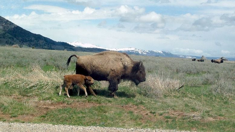 Bisons, die sanften Riesen von Montana