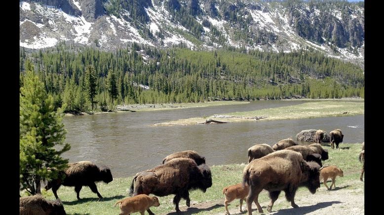 Bisons, die sanften Riesen von Montana