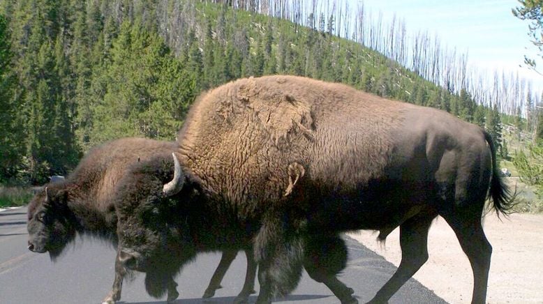 Bisons, die sanften Riesen von Montana