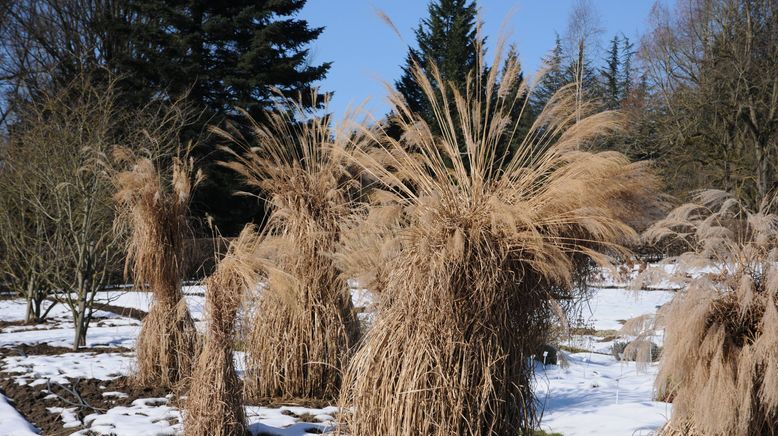 Schnittgut. Alles aus dem Garten