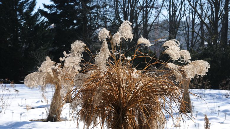 Schnittgut. Alles aus dem Garten